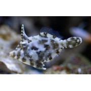 Единорог-акреихт щетинохвостый, M/Acreichthys Tomentosus 