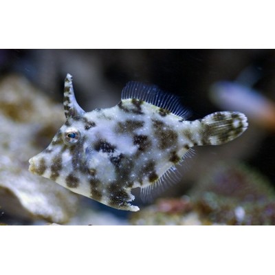 Единорог-акреихт щетинохвостый, M/Acreichthys Tomentosus Единорог-акреихт щетинохвостый, M/Acreichthys Tomentosus