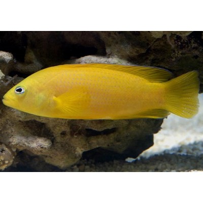 Ложнохромис Жёлтый (Pseudochromis aureus) Ложнохромис Жёлтый (Pseudochromis aureus)