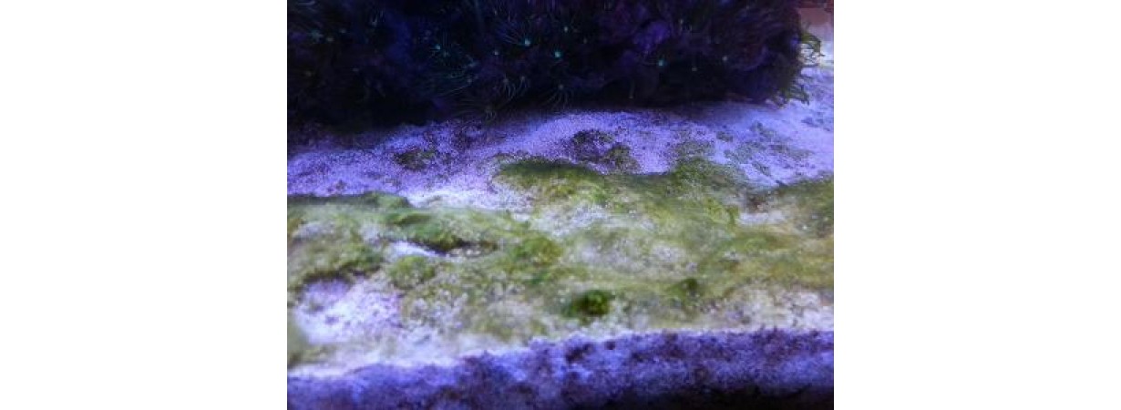 Борьба с водорослями в морском аквариуме