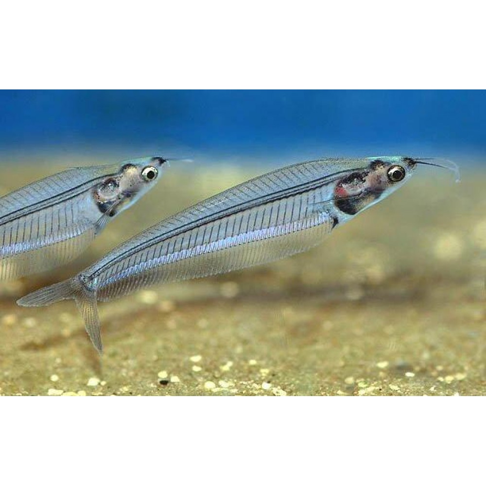 Снится прозрачная рыба. Стеклянный сом (Kryptopterus bicirrhis). Рыбка стеклянный сомик. Сом стеклянный индийский двуусый. Kryptopterus vitreolus.